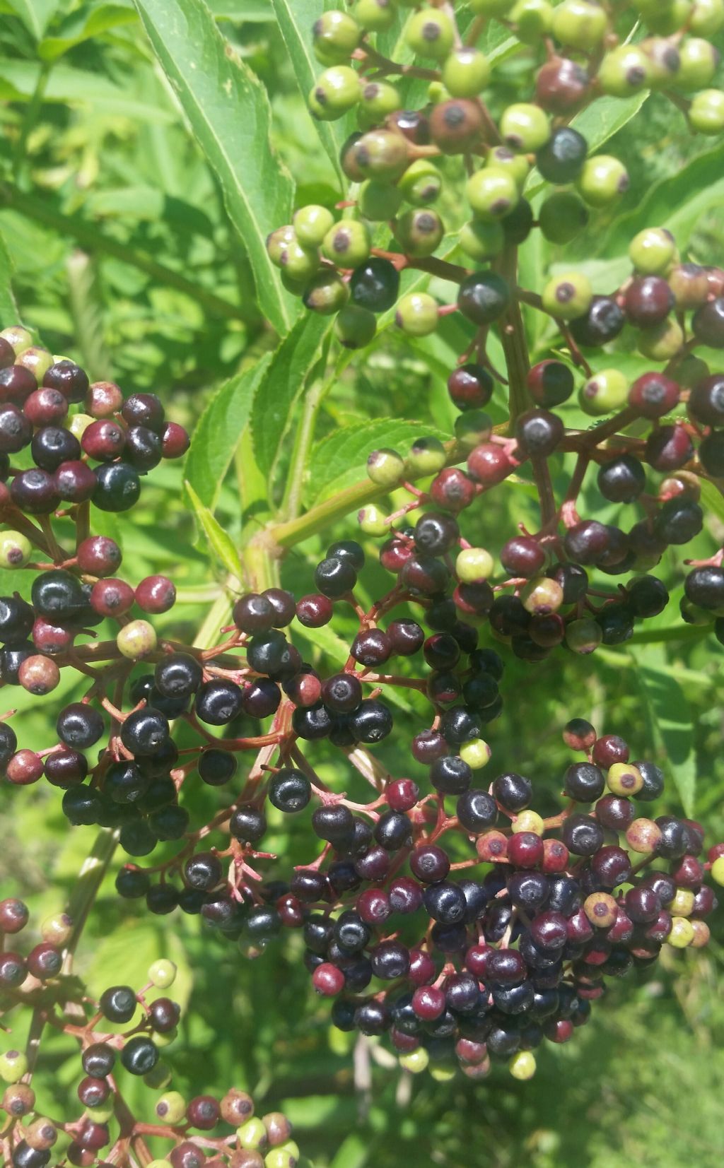 Sambucus ebulus